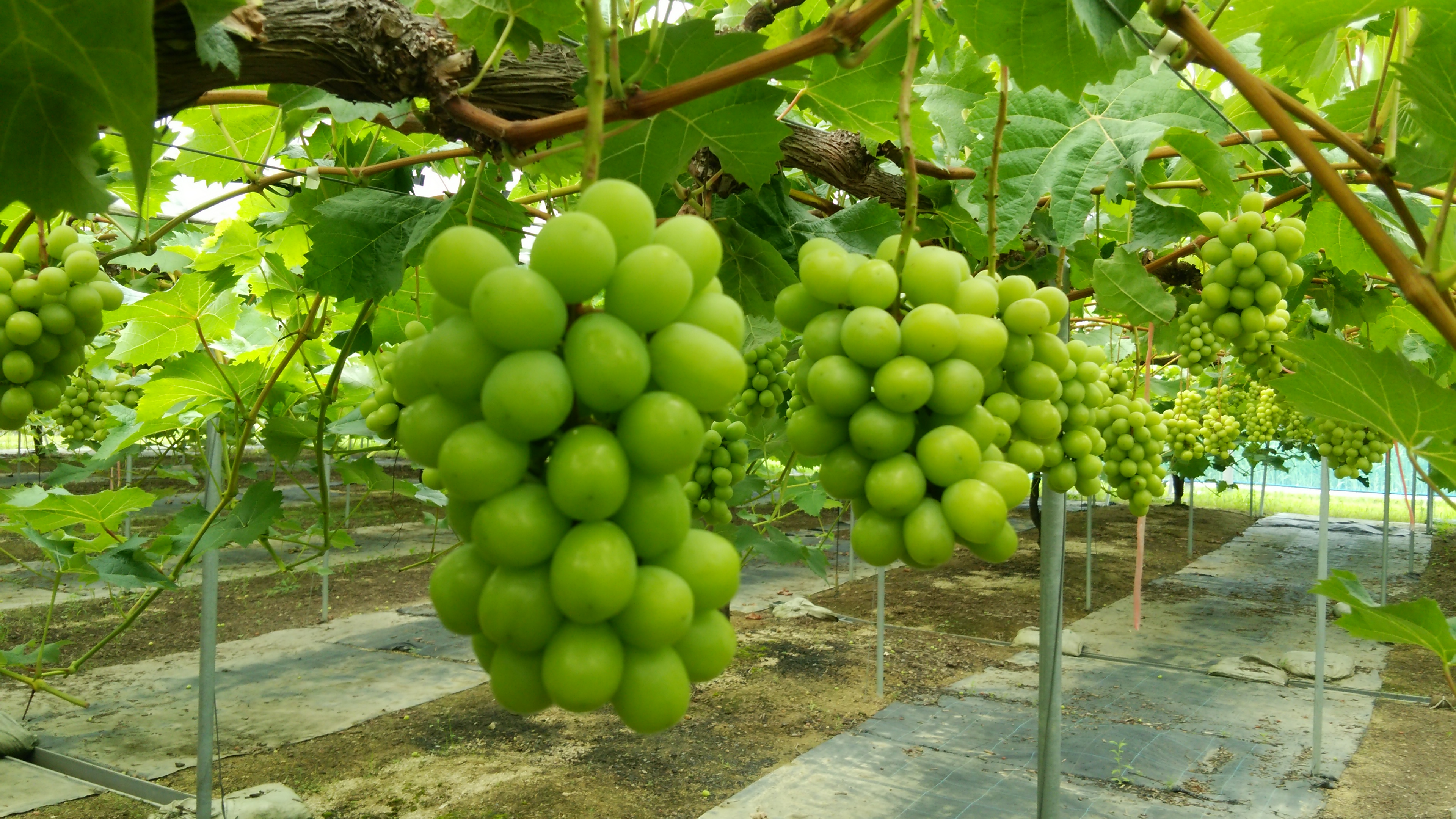 {{brizy_dc_image_alt imageSrc=