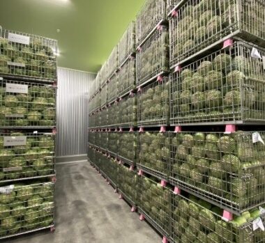 エーアンドエス/新冷蔵庫/キャベツ {{brizy_dc_image_alt imageSrc=